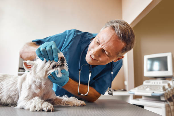 Best Emergency Dental Clinic in SD